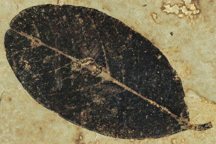 Fossil Legume (Leguminosites) Leaf - Green River, Utah #323395